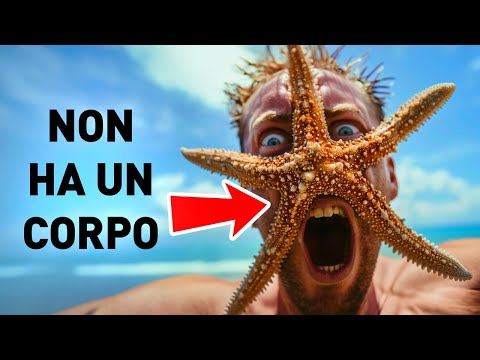 Le Stelle Marine sono Teste che Possono Strisciare + Altri Fatti Curiosi Sugli Animali