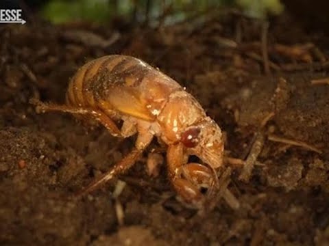 Gli Usa si preparano all’invasione delle cicale ‘redeye’