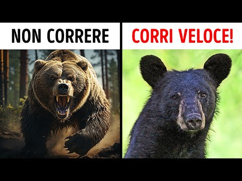 Cosa Fare Se Incontri un Orso nella Natura Selvaggia
