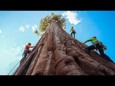 L’Albero più Grande della Terra è più Grande di quanto le Parole possano Descrivere