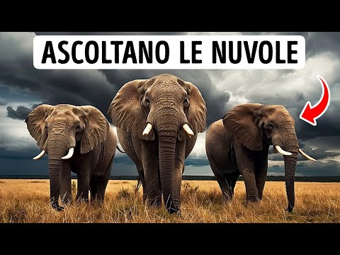 Come il mondo suona agli animali