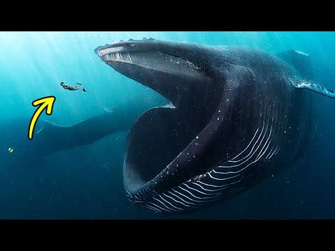 Sopravviveresti Se una Balena Gigante Ti Inglobasse?