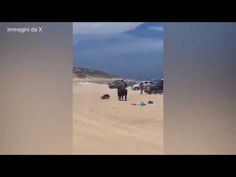 Messico, turista attaccata da un toro su una spiaggia della Bassa California