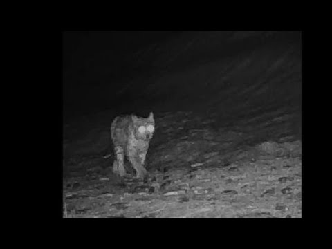 La lince è tornata nel Parco nazionale del Gran Paradiso