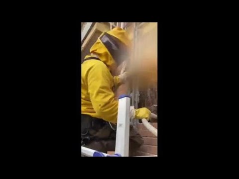 Mentana (Roma): rimosso nido con 200mila api da una casa, punture per l’apicoltore e alcuni passanti