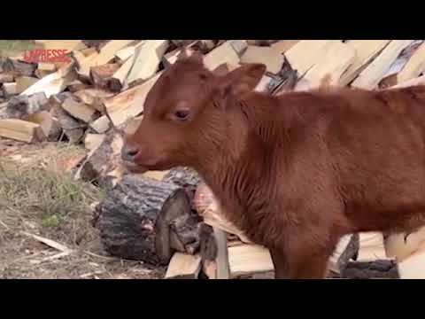 Alluvione inghiotte un intero villaggio in Siberia