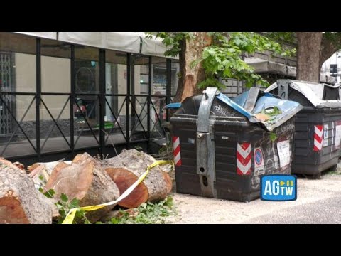 Roma, viale Regina Margherita: cade albero e trancia i cavi del tram: «Ora abbiamo paura»