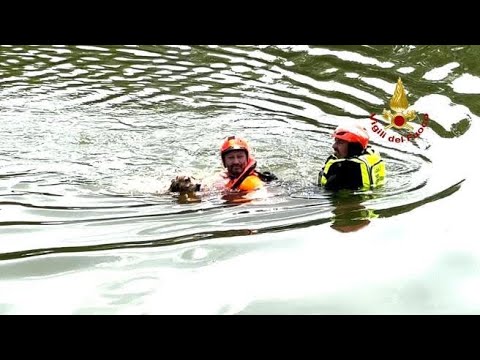 Firenze, cane cade in Arno a Rovezzano: salvato dai vigili del fuoco