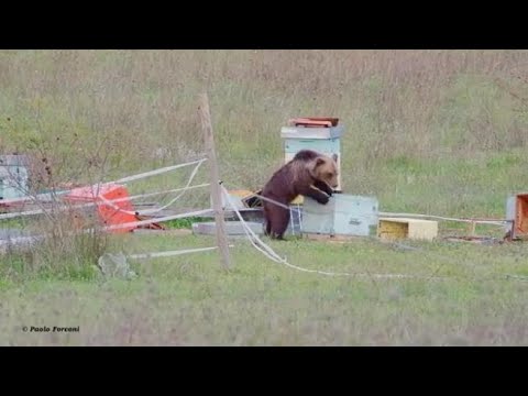 Parco Nazionale d’Abruzzo, l’orso trova delle vecchie arnie e fa razzia di miele e larve di insetti