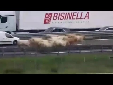 Incidente A4, camion di bestiame si rovescia: mucche in fuga sull’autostrada