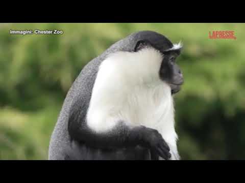 Allo zoo di Chester nel Regno Unito arriva una famiglia di scimmie roloway, rara specie a risch…