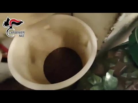 Caffè, il maxi sequestro dei Nas tra chicchi contaminati e scaduti