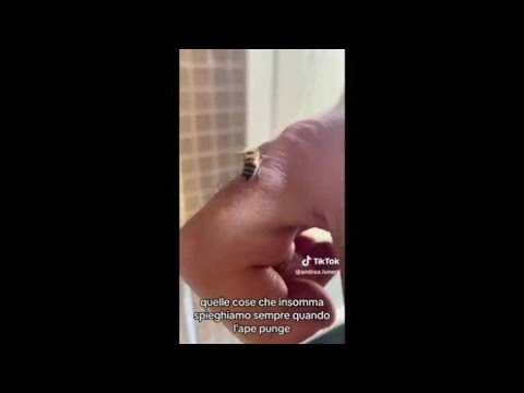 L’etologo, dopo la puntura di un’ape, mostra come estrarre il pungiglione senza panico