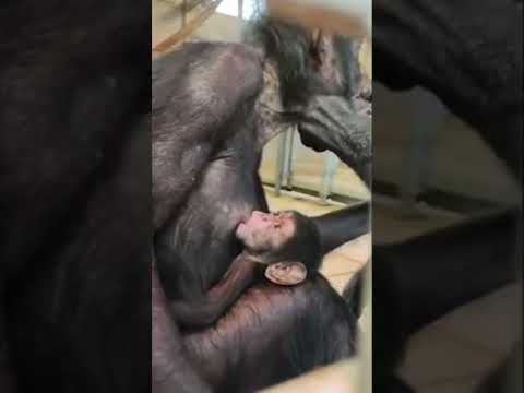 Allo zoo di Ravenna è nato un raro cucciolo di scimpanzé #shorts #news