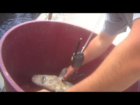 Treviso, pesci maltrattati in allevamento: il video di un ex dipendente