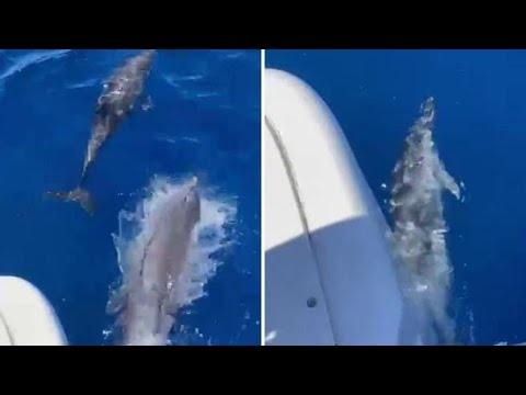 Palmarola, la danza dei delfini che scortano il catamarano
