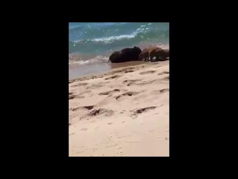 Castellaneta Marina, cinghiali a spasso sulla spiaggia