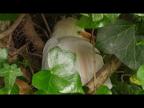 Slavato piccolo airone «guardabuoi», è stato ritrovato tra i contenitori dei rifiuti