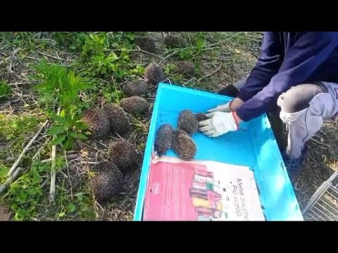 È il giorno dei ricci: 78 reintrodotti in natura