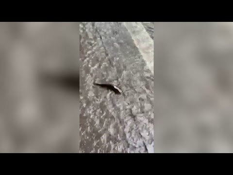 Il Lambro esonda, i pesci finiscono in strada a Monza