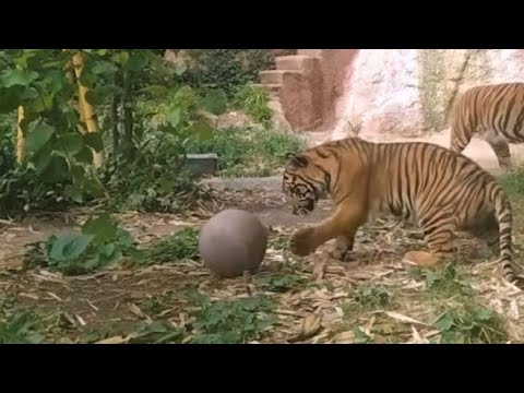 Bioparco di Roma: la tigre Kala gioca con la palla, ecco lo straordinario video