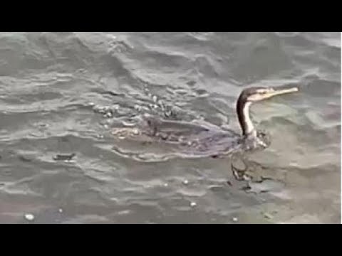 Livorno, il tuffo rinfrescante del cormorano