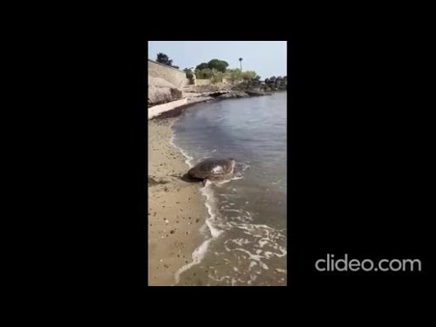 La tartaruga nel Cilento