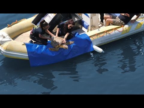 Il tuffo in mare verso la libertà, viaggio nell’«ospedale» delle tartarughe ferite