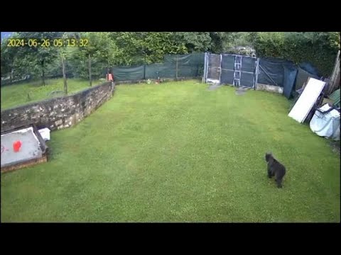 Arco, l’orsa e i 3 cuccioli entrano in un giardino