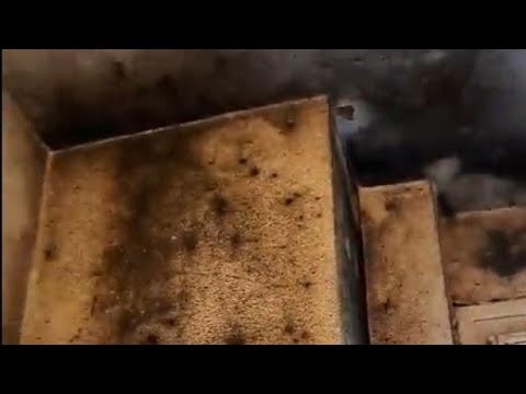 Milano, case popolari invase dalle muffe nere: «Vivere in queste condizioni è nocivo per la salute»