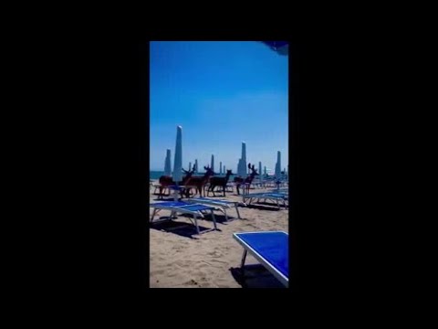 Daini in spiaggia a Lido Nazioni: l’incredibile video