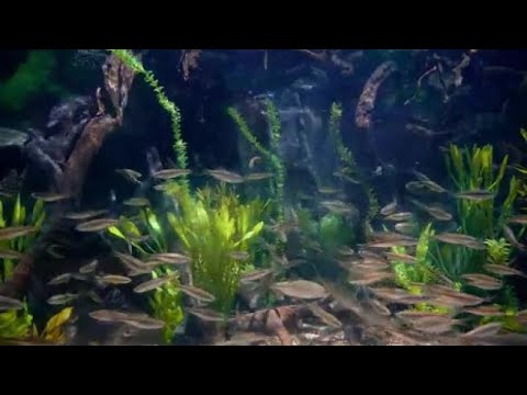 Gardaland Sea Life, per la Giornata mondiale dell’ambiente una vasca speciale di alborelle