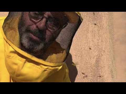 Latina, ecco come le vespe attaccano L’etologo che rimuove un nido da un balcone