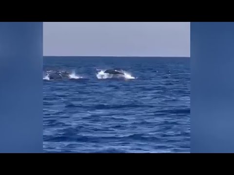 Spettacolo al largo di Ischia, branco di oltre 200 delfini avvistati in mare