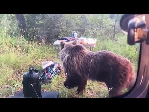Abruzzo: l’orsa Petra con i cuccioli in cerca di cibo in un’area picnic. Ecco lo straordinario video