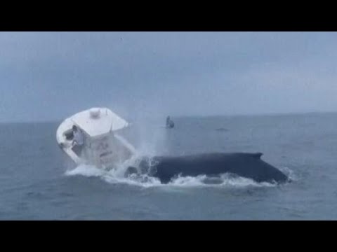 New Hampshire, balena capovolge peschereccio: le immagini impressionanti