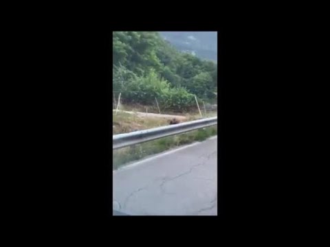 Cucciolo di orso