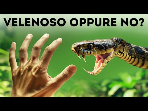 I Serpenti Hanno Vinto alla Lotteria dell’Evoluzione, Ecco Perché