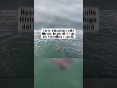 Razze, è invasione sulla Riviera: bagnanti in fuga dal Passetto a Numana (Ancona)