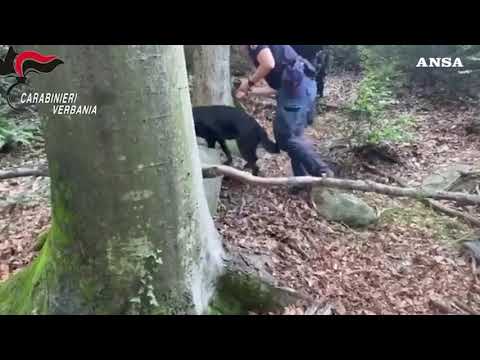 Blitz nel bosco dello spaccio nel Vco, arrestati due pusher