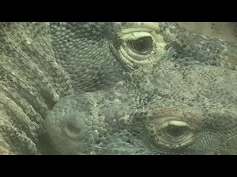 Bioparco di Roma: primo incontro fra Indah e Richard, la nuova coppia di draghi di Komodo