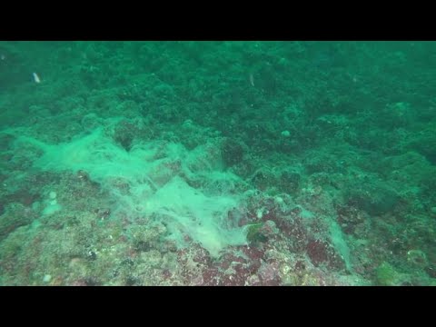 Venezia, mucillagini a sei miglia dalla costa. Le immagini sotto acqua