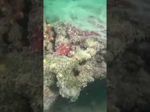 Venezia, il fenomeno delle mucillagini a sei miglia dalla costa #shorts #news