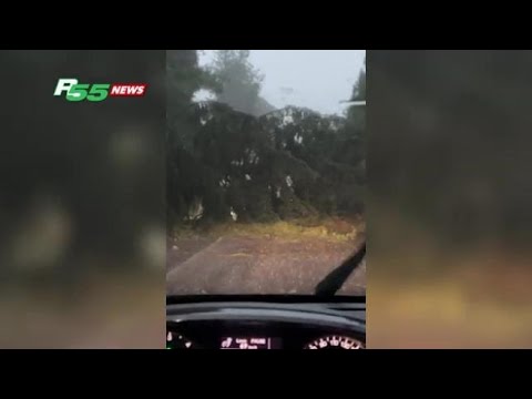 albero crollato a Gazzada (Varese)