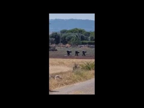 Monopoli, al lavoro nei campi mentre ci sono 40 gradi: il video denuncia