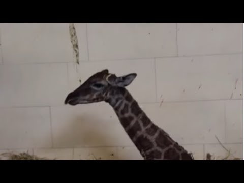 giraffa