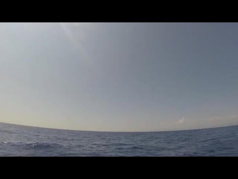 Isola d’Elba, avvistati 10 delfini