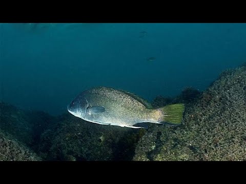 i suoni del mare – Corvina