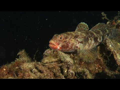 i suoni del mare – Ghiozzo boccarossa