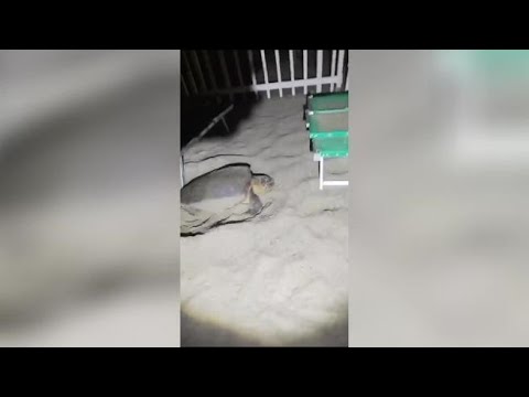 Trovato un nuovo nido di Caretta caretta a Finale Ligure